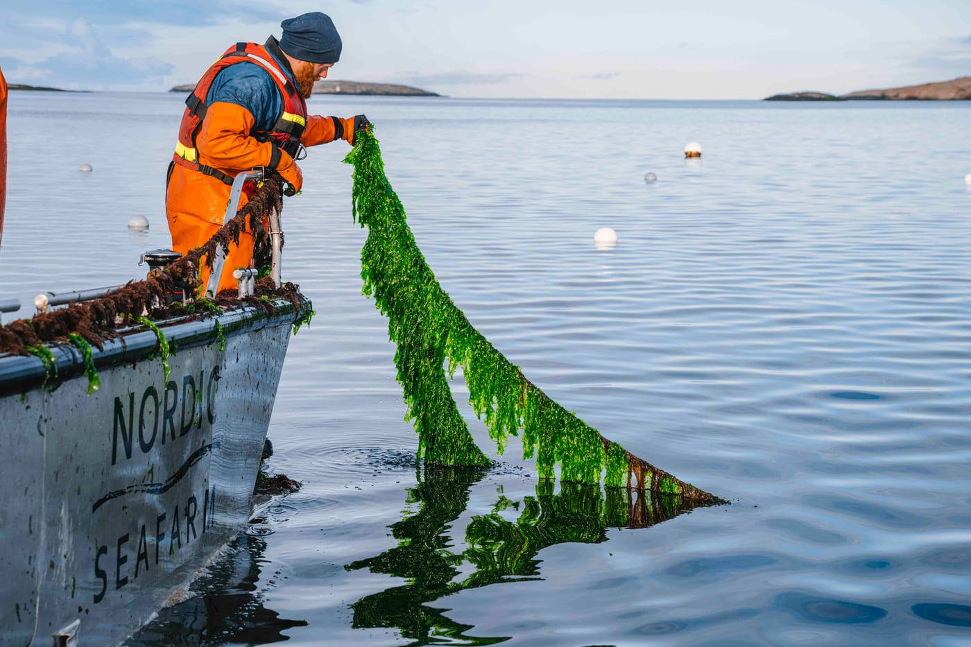 Sea lettuce cultivated on lines in the sea